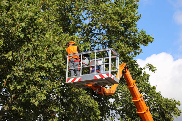 Best Hedge Trimming  in Aventura, FL